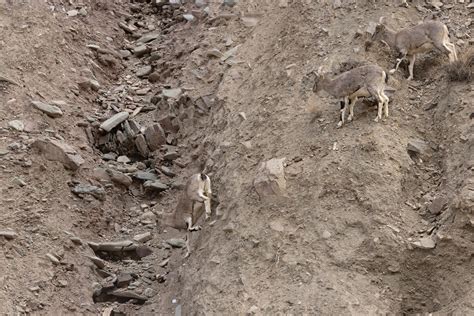 Snow Leopards Birds Of Ladakh India Tour Report Birdquest