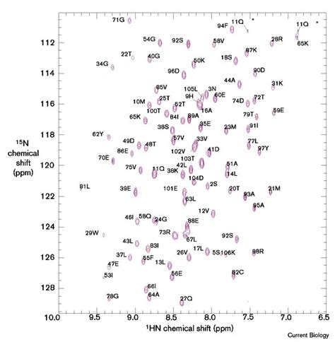 Protein Nmr Spectroscopy Current Biology