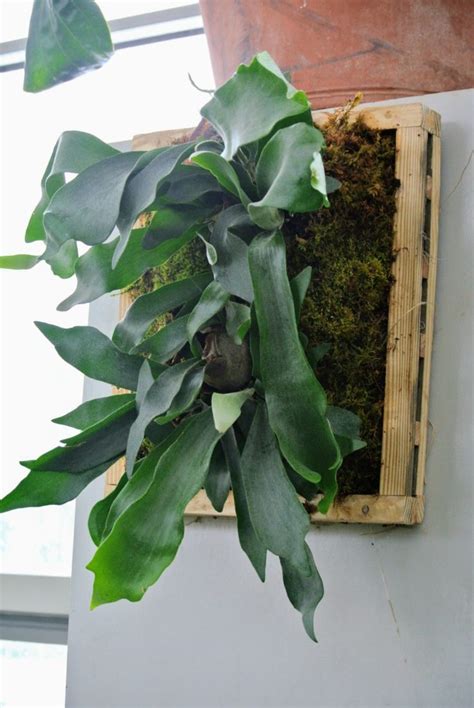 Mounting Staghorn Ferns The Martha Stewart Blog