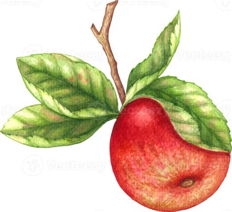 Red Apple Fruit Watercolor Element 24248047 Png