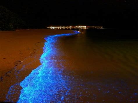 Playas Bioluminiscentes En M Xico Que No Te Puedes Perder