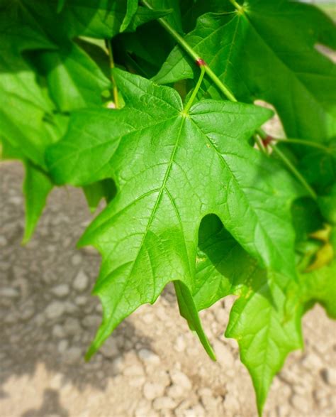 Acer Saccharum Legacy Legacy® Sugar Maple Evans Nursery