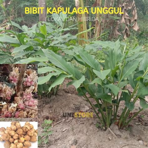 Jual Bibit Tanaman Kapulaga Hibrida Dan Lokal Murah Berkualitas