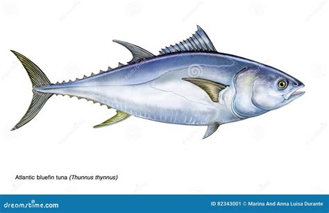 Bluefin-tuna Cartoon Vector | CartoonDealer.com #29701069