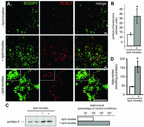 The Proteome Of Cytosolic Lipid Droplets Isolated From Differentiated