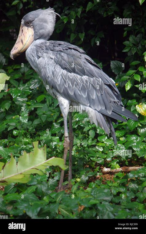 Shoebill (Balaeniceps rex Stock Photo - Alamy