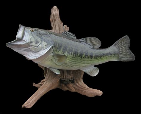 Largemouth Bass Fish Mount And Fish Replicas