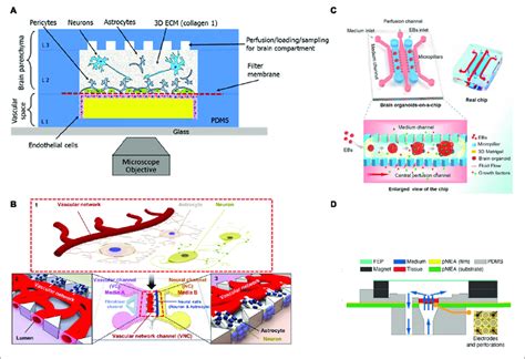 Schematic Representations Of 3d Microfluidic Systems A Schematic