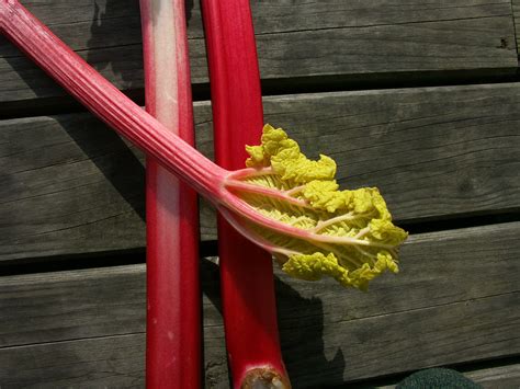 Rhubarb - Eat The Seasons