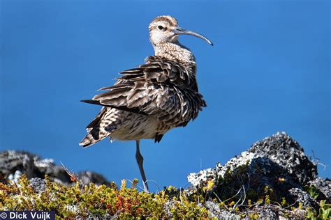 Birds Of Iceland Numenius Phaeopus Whimbrel