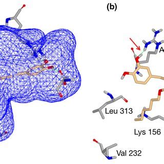 Chemical Structures Of Rosmarinic Acid And Its Derivatives Ra