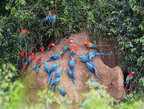 Djc Tambopata Peruvian Amazon Jose Cortes Iii Asia To