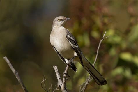 Bird Of The Week Northern Mockingbird Travis Audubon