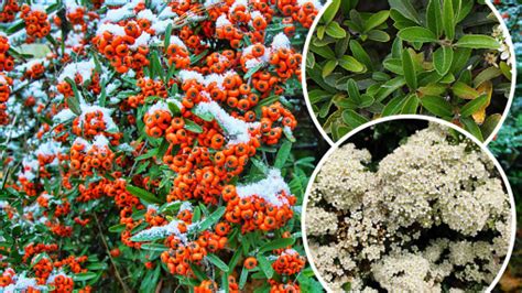 Ognik Szkar Atny Pyracantha Coccinea Opis Wygl D Wymagania