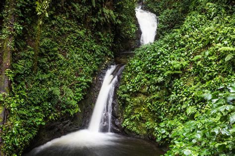 Things To Do In Monteverde Costa Rica A Comprehensive Guide 2021 Costa Rica Cloud Forest