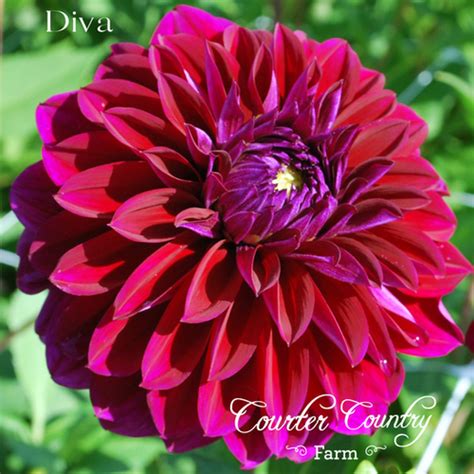 Diva Dahlia Tuber | Courter Country Farm