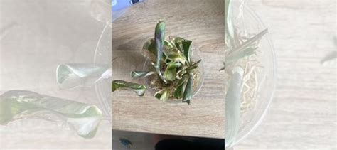 Калатея white fusion купить в Воронеже | Товары для дома и дачи | Авито