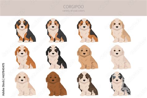 Corgipoo clipart. Welsh corgi Poodle mix. Different coat colors set Stock Vector | Adobe Stock