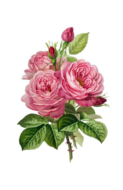 Vintage Clipart Flowers Roses Free Stock Photo Public Domain Pictures