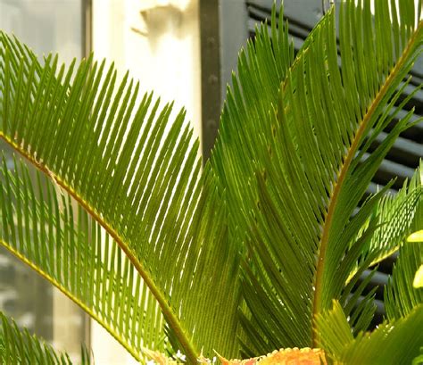 Majesty Palm vs. Areca Palm (Differences and Similarities) – Better Planter