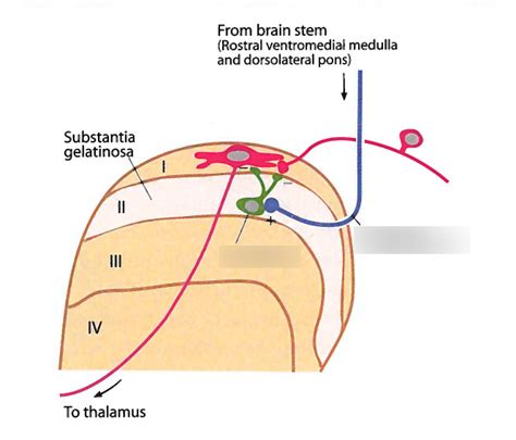 15.4 - Possible wiring pattern in dorsal horn, that can contribute to inhibition of ...