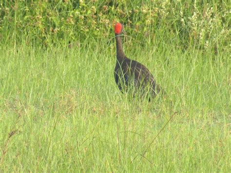 Black bagula stock photo. Image of india, bagula, bird - 173565118