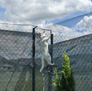 DIY Cat Proof Fence (STEP BY STEP GUIDE) | Wire Fence