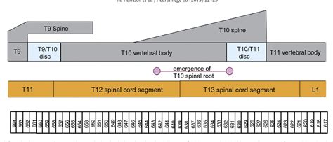 Figure 4 From Vertebral Landmarks For The Identification Of Spinal Cord Segments In The Mouse