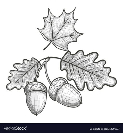 Sketch of an oak leaf and acorn Royalty Free Vector Image