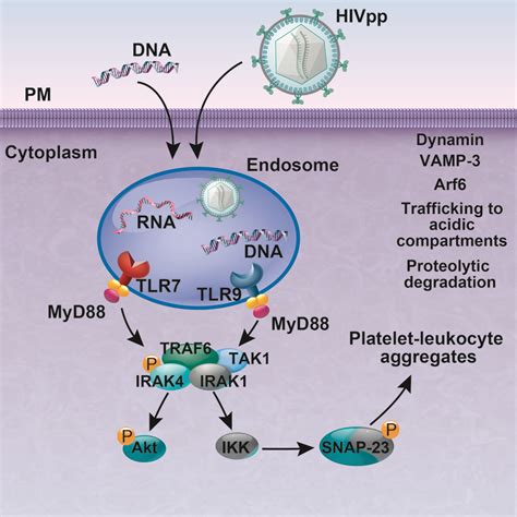 Platelets Endocytose Viral Particles And Are Activated Via Tlr Toll