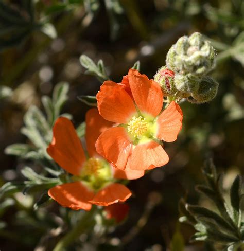 Orange Globe Mallow Photograph By Corrie Blackshear Pixels