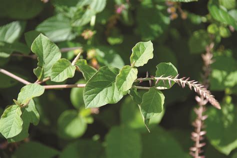 Achyranthes Aspera L Species