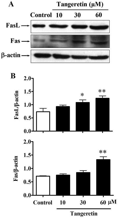 Tangeretin A Citrus Polymethoxyflavonoid Induces Apoptosis Of Human