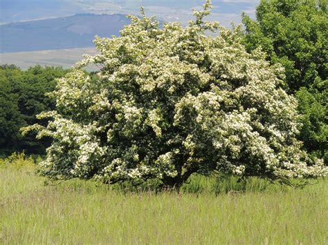 картинки : цветок, производить, Вечнозеленый, Кустарник, Экосистемный ...