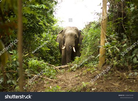 Young Asian Elephant Tusks Standing Proud Stock Photo 1226472478 ...