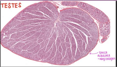 Histology 2 Male Reproductive System Flashcards Quizlet