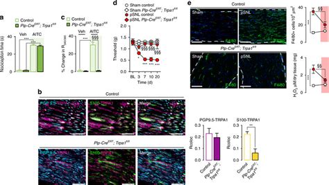 Plp1 Cre ERTmediated Trpa1 Deletion From Schwann Cells Prevented The