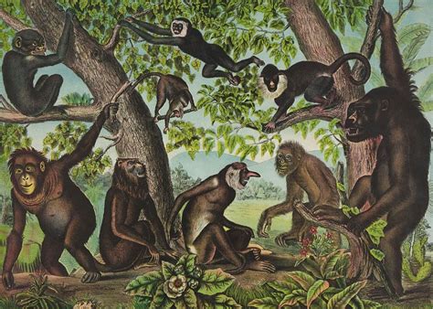 Primates Evolution