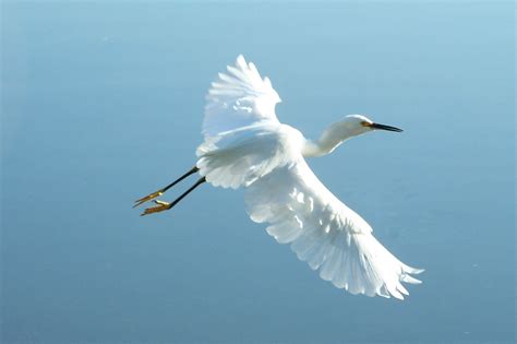 Flying Snowy Egret Nikki Flickr