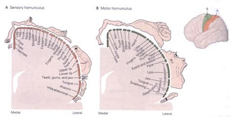 Neuroanatomy Physiology Flashcards Quizlet