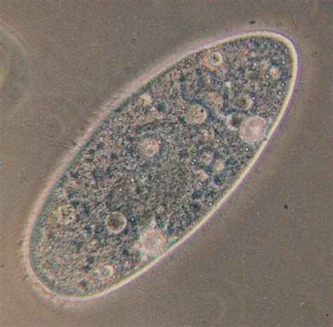 Protozoa - ciliates again - Paramecium caudatum; Image ONLY