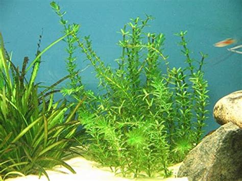 Hydrilla Grows In Water