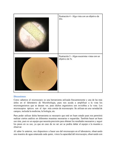 PRÁCTICA 1 USO MANEJO Y CUIDADO DEL MICROSCOPIO Ilustración 4 Alga