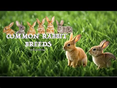 Most Popular Rabbit Breeds Rabbit Farming Youtube