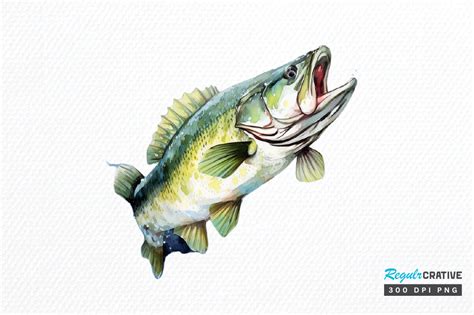 Bass Fishing Watercolor Art Clipart Png Graphic By Regulrcrative