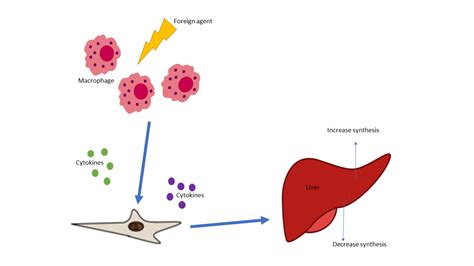 The various and complex components of the innate immune response