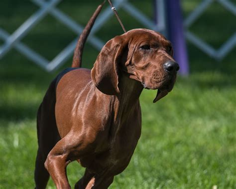 13 Captivating Facts About Coonhound Redbone Black And Tan Etc