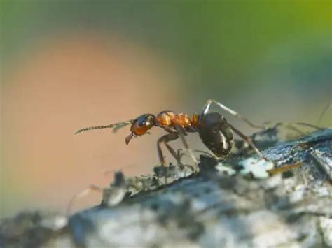 Why Do Carpenter Ants Bite? » pestwhisperer.com