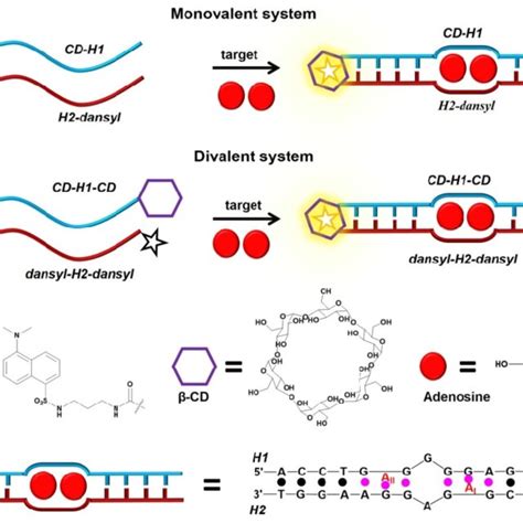 Schematic Illustration Of The Host Dye Reporter Sandwich Type Aptamer