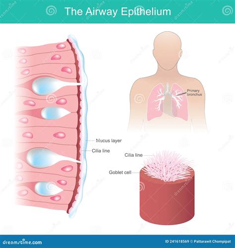 The Airway Epithelium Health Care Illustration Stock Vector